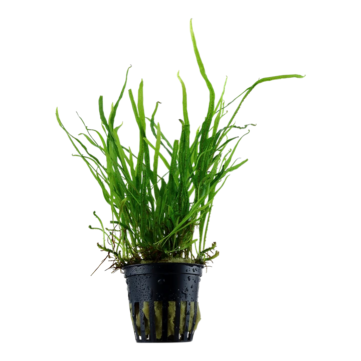 Tropica Akvarieplante i potte Microsorum pteropus Trident